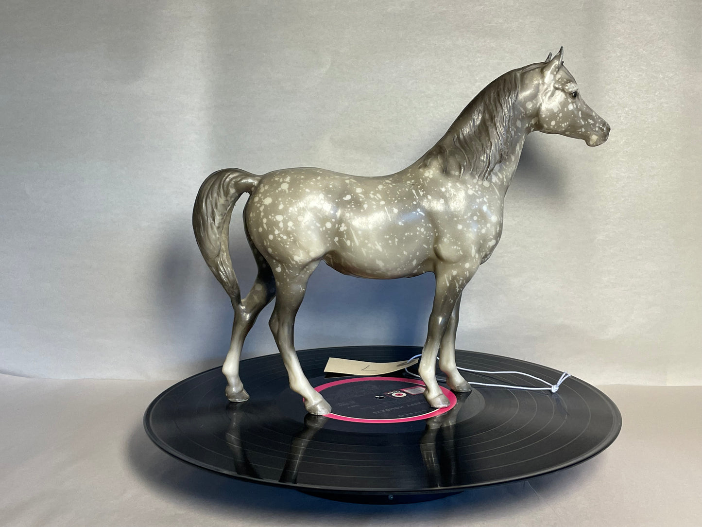 #7 Proud Arabian Mare